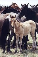 wild horses are being put up for adoption. contact the Bureau of Land Management at the link I have provided for more information.