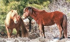 please help save the wild mustangs